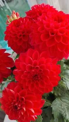 some red flowers are in a vase on the table