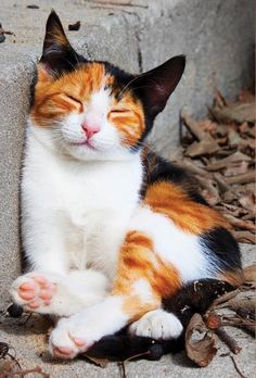 an orange and white cat laying on the ground with its eyes closed while looking up