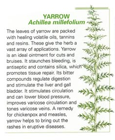 an article about the benefits of yarmow and other herbs for health, beauty and well - being