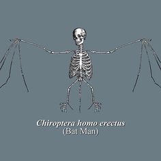 a skeleton with wings that say, chromera homo erectus bat man