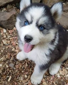 a puppy with blue eyes sitting on the ground