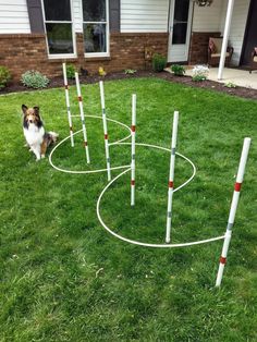 a dog is standing in the grass near an obstacle