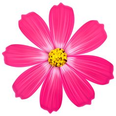 a pink flower with yellow center and petals on it's petals, hd png