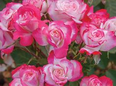 pink and white roses are blooming in the garden