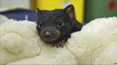 a small black animal sitting on top of a white stuffed animal toy in a room