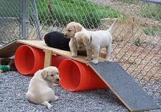 three puppies sitting on top of two large red barrels