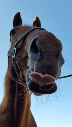 a brown horse with its tongue hanging out