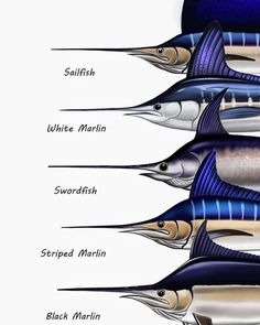 the different types of fish are shown in this diagram, including bluefinish and white marlin