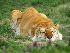 an orange and white tiger laying on top of a lush green field next to purple flowers