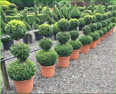 there are many potted plants in the garden area, all lined up and ready to be planted