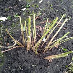 a plant that is growing out of the ground with dirt on it and grass in the background