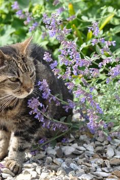 a cat is sitting on the ground next to some purple flowers and rocks in front of it