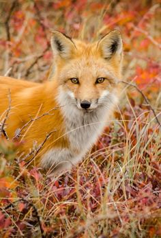 a red fox is standing in the tall grass