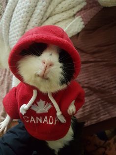 a black and white hamster wearing a red hoodie with the word canada printed on it