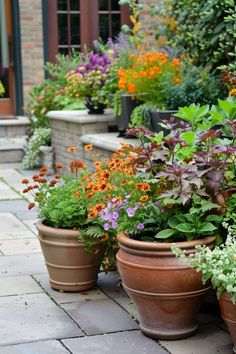 many potted plants are lined up on the sidewalk