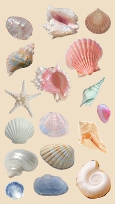 various seashells are arranged on a beige background