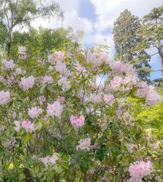 pink flowers are blooming on the bush in the park with blue sky and clouds