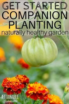 a green tomato hanging from a plant with the words get started companion planting naturally healthy garden