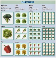 the plant spacing chart is shown with pictures of plants and vegetables in each section