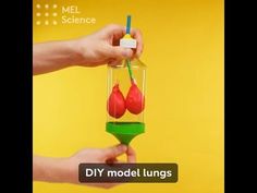 a person is holding a toy with two red balls in it and the words diy model lungs