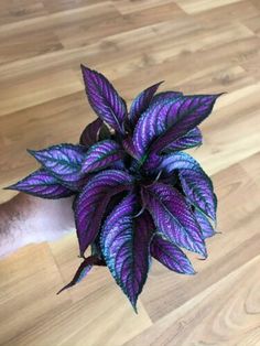 a purple and green plant sitting on top of a wooden floor next to a cat