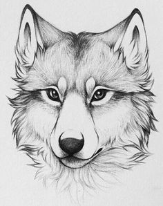 a pencil drawing of a wolf's face