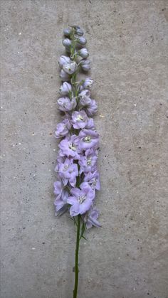 some purple flowers are growing on the concrete