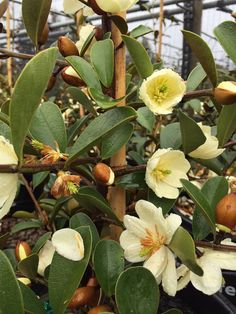 some white flowers and green leaves on a tree in a greenhouse or garden area at the beginning of spring