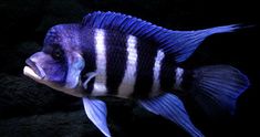 a blue and white fish with black stripes on it's body is looking at the camera