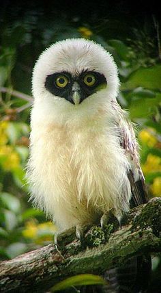 an owl sitting on top of a tree branch with green eyes and black beaks