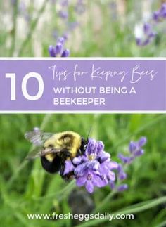 a bee sitting on top of a purple flower with the words 10 tips for keeping bees without being a beekeeper