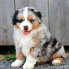 a puppy sitting on the ground next to a wooden fence