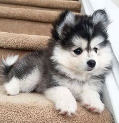 a small dog sitting on top of a carpeted stair case next to some stairs