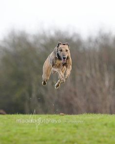 a dog jumping up into the air to catch a frisbee