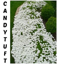 white flowers are growing along the edge of a walkway in a garden with green grass and shrubbery