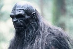 a black gorilla with long hair standing in front of some trees and looking at the camera