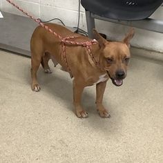 a brown dog with a red leash standing next to a black chair