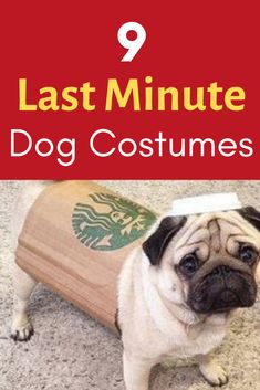 a small pug dog standing next to a wooden board with the words 9 last minute dog costumes on it