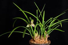 a potted plant with green leaves on a black tableclothed surface, in front of a dark background