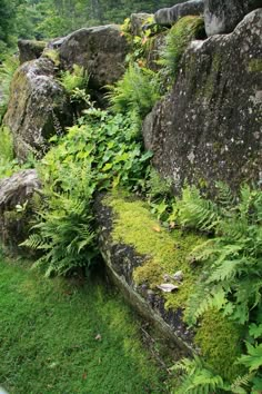 some very pretty plants by some big rocks in the grass and bushes on the side of the road