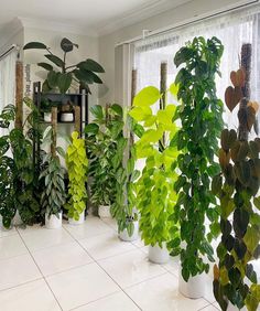 a room filled with lots of different types of plants in vases on the floor