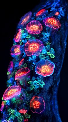 colorful jellyfish glowing in the dark with their lights on and under them are corals