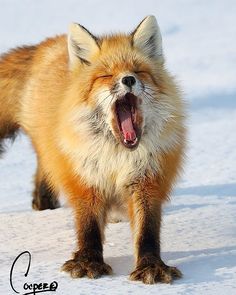 a red fox yawns in the snow with its mouth open and it's tongue out