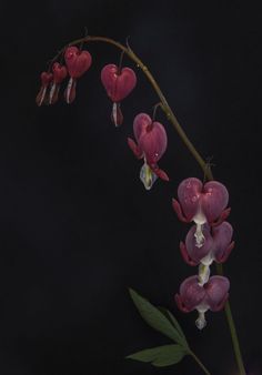 some pink flowers with green leaves on a black background