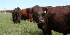 a herd of cattle standing on top of a lush green field next to a man