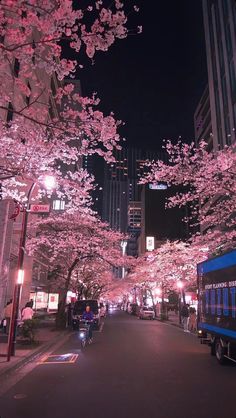 cherry blossom trees line the street at night