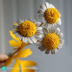 three yellow and white flowers are being held by someone's hand