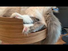 Discover the Cozy Spot Your Cat's Been Missing! Desk Nest Cat Bed Review Cozy Spot