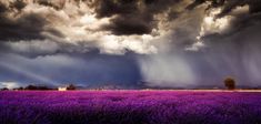 field, flowers, sky, clouds, lavender, rain, purple HD Wallpaper