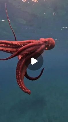 Fun Animals, Funny Animals With Captions, Interesting Videos, Underwater Creatures, Lifestyle Motivation, Sea Animal, October 5, Creature Feature, Ocean Creatures